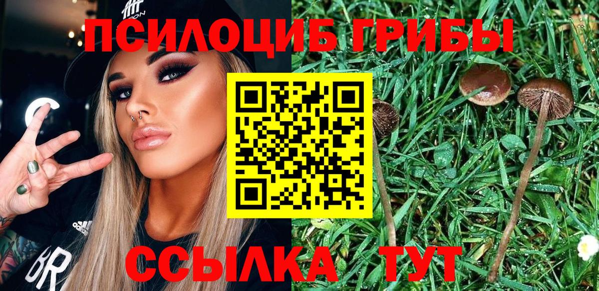 Галлюциногенные грибы GOLDEN TEACHER  Вход с VPN  Щёлково  Галлюциногенные грибы Psilocybine cubensis 